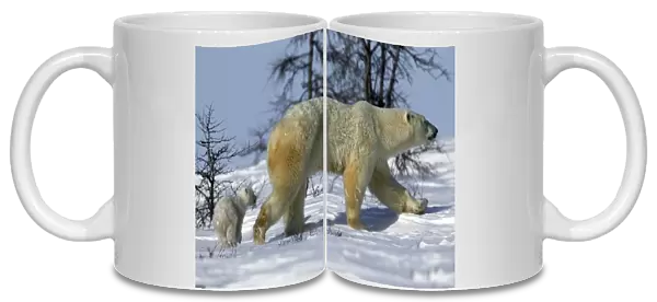 Polar Bear - adult and cub. Arctic