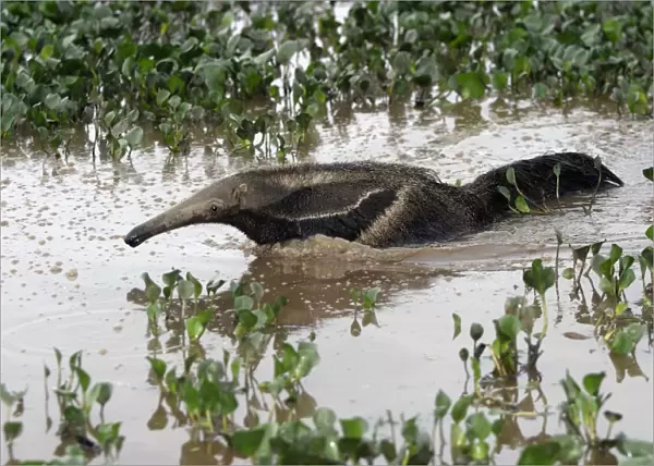 Giant Anteater - in water