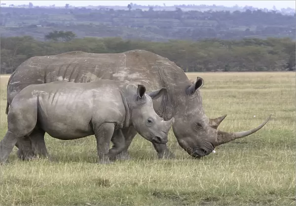 White rhinoceros - adult & young. Nakuru - Kenya - Africa