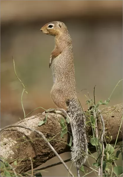 Unstriped Ground squirrel - on hind legs. Samburu National Park - Kenya - Africa