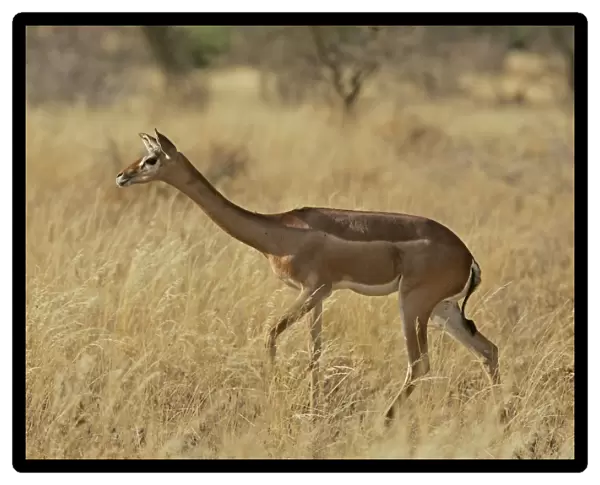 Gerenuk. Samburu National Park - Kenya - Africa