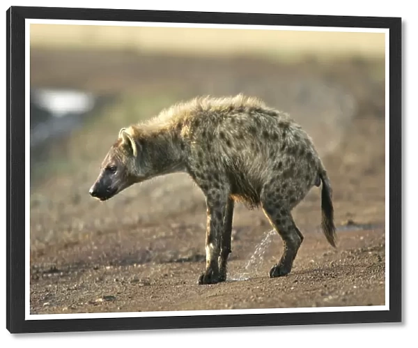 Spotted Hyaena - urinating. Maasai Mara National Park - Kenya - Africa