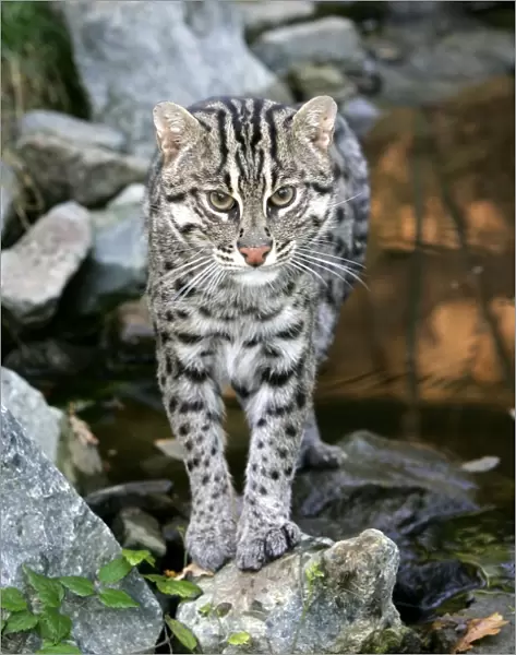 Fishing Cat. Dist: Asia