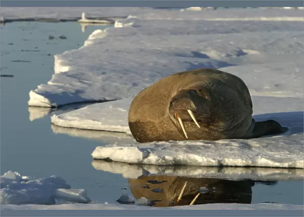 Walrus male resting on ice. North Spitzberg - Svalbard Norge