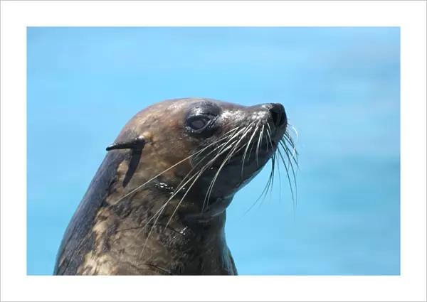 Subantarctic  /  Amsterdam Fur Seal Dolphinarium Port Elisabeth. South Africa Distribution: Indian and Atlantic oceans. Found on Gough in the south Atlantic amd Amsterdam in the southern Indian ocean