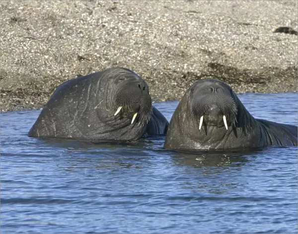 Atlantic  /  Whiskered Walrus - males in water. North Spitzbergen. Svalbard