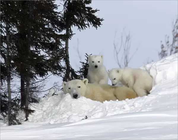 Polar Bear - resting female with young. Cubs climb over her back. Churchill, Manitoba. Canada