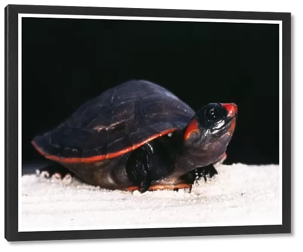 Red-headed Turtle Amazon