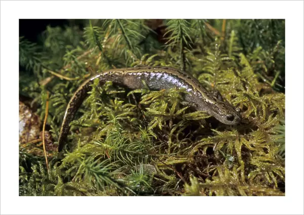 Siberian Salamander - adult; rare but typical in mossy habitats of taiga-forest floor near river Negustyah, a tributary of river Bolshoi Ugan, near Ugut settlement; Uganskii Nat. reserve, Siberia, Russia; spring