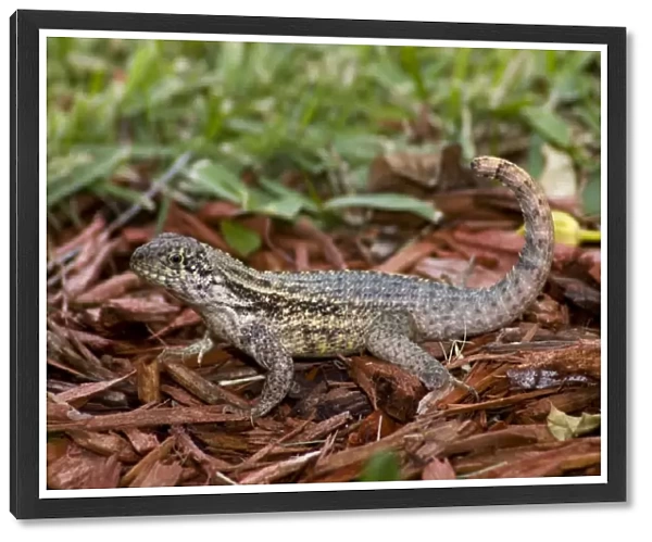 Curly-tailed Lizard with tail curled characteristically over back. Diurnal, inhabiting open woods, beaches and gardens. Introduced into Florida, USA. Grand Bahama Island, Bahamas