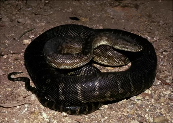Centralian carpet python - has heat sensory pits. Can reach 2. 5 metres