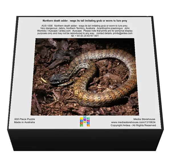 Northern death adder - wags its tail imitating grub or worm to lure prey