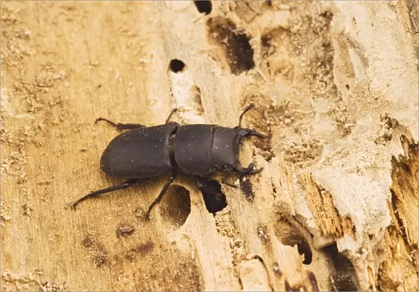 Lesser Stag Beetle - on rotting timber Bedfordshire UK 003238