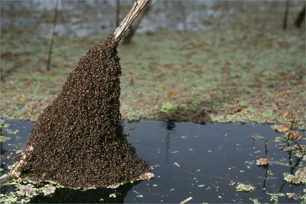 Ant Colony above pampas flood, Argentina