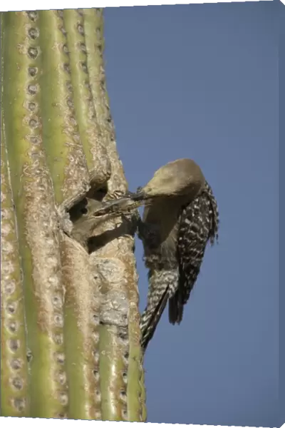 Gila Woodpecker Feeding young at nest in Cactus Feeds on nectar and insects in the Saguaro cactus blossom - helps pollinate cactus - makes holes in Saguaro cactus for their nests which are then used by other