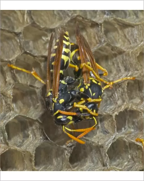 European Paper Wasps -female being fed by female, feeding regurgitated caterpillars, nectar or water Example of trophallaxis, sharing of food or mutual feeding behaviour Introduced to Boston area