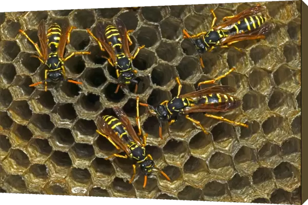 European Paper Wasps - female Introduced to Boston area from central Europe in 1980's- presently occurs coast to coast in the U. S. A. where it displaces native species- nests in open combs-primitive eusocial wasp-annual life cycle