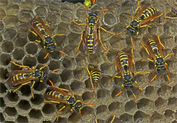 European Paper Wasps - females - Introduced to Boston area from central Europe in 1980's- presently occurs coast to coast in the U. S. A. where it displaces native species- nests in open combs-primitive eusocial wasp-annual life cycle