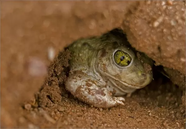 Couch Spadefoot - Arizona, USA - Burrowing by backing into the ground by pushing dirt with their spades while rotating the body - Dry periods are spent in self-made burrows or those of gophers-squirrels or kangaroo rats - Breeds chiefly from May to