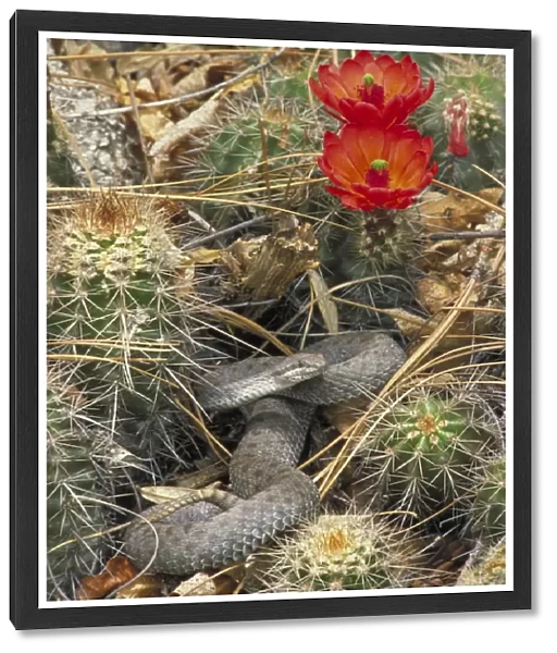 Twin-spotted Rattlesnake - In cactus - Arizona - Mountain rock dweller of pine-oak woodland-grassy and brushy areas and open coniferous forest - Activity is restricted by cool night temperatures