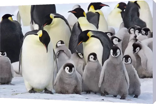 Emperor Penquin - With a large group of chicks - Snow Hill Island - Antarctica - October