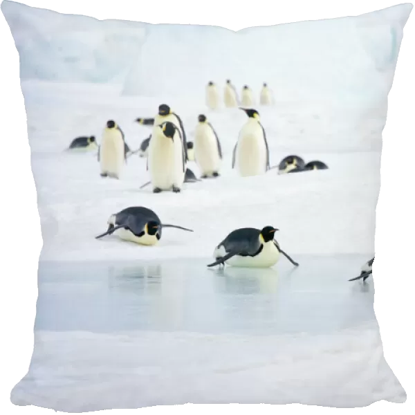 Emperor Penquins - Walking on snow and tobogganing over sea ice - Snow Hill Island, Antarctica