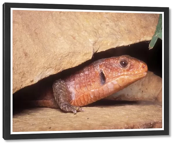 Round-nosed Plated Lizard Africa