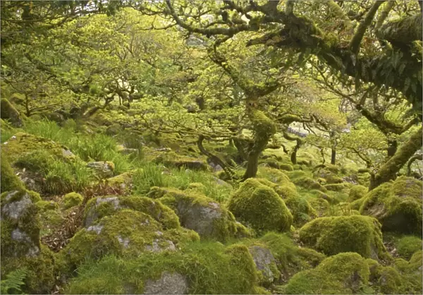 Wistmans Wood showing old Oaks and moss covered rocky understory Dartmoor National Park Devon, UK LA000209