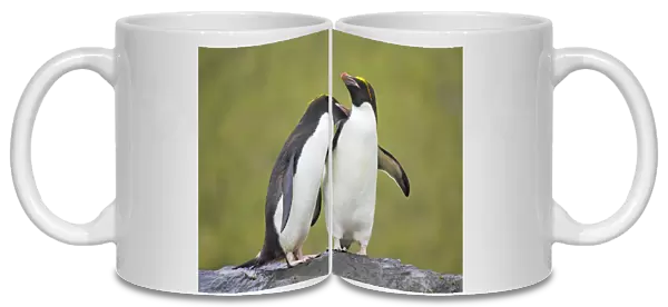 Macaroni Penguin - Pair Royal Bay, South Georgia BI007835. tif