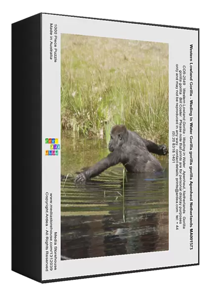 Western Lowland Gorilla - Wading in Water Gorilla gorilla gorilla Apenheul Netherlands MA001573