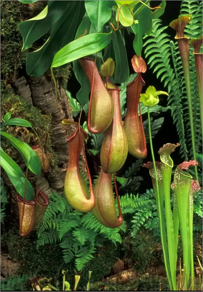 Monkey Cup  /  Pitcher Plant - Origin North America Picture taken at Chelsea Flower Show, UK