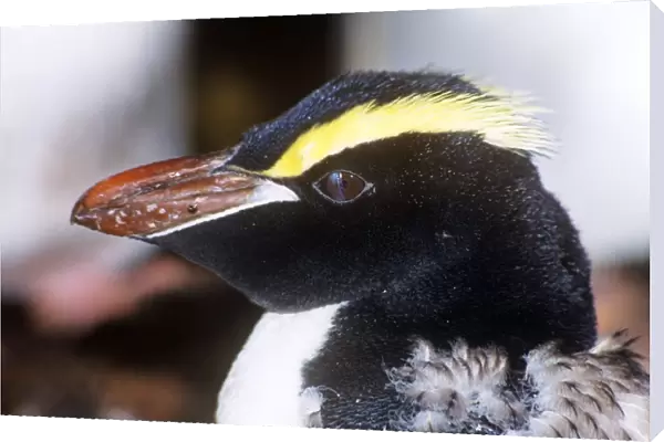 Erect-crested Penguin - moulting, note nictitating membrane