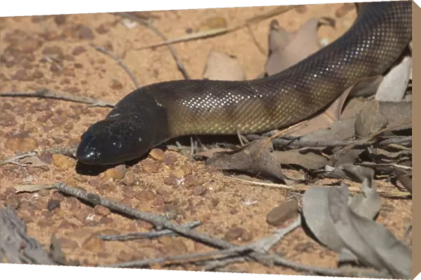 Black-headed Python Photographed near the Kalumburu Rd, Kimberleys, Western Australia. An inhabitant of drier regions of northern Australia, in seasonally arid selerophyll forests and rocky hills