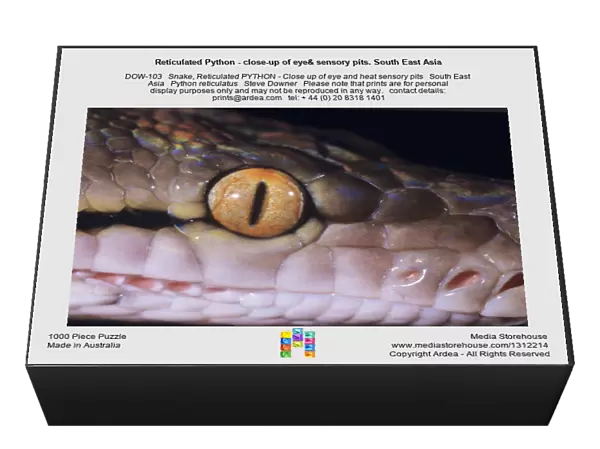 Reticulated Python - close-up of eye& sensory pits. South East Asia