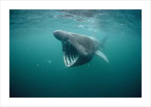 Basking Shark Isle of Man