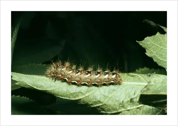 Brown-tail Moth Larva Hairs carry chemicals causing rash, temporary blindness
