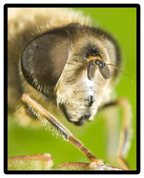 Drone Fly - showing Eye