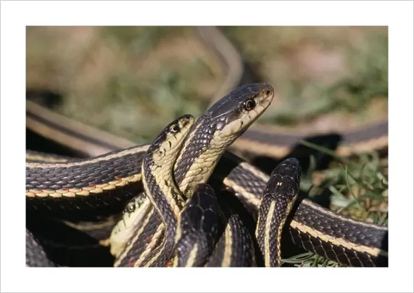 Red-sided Garter Snake - males (small) courting female (large)