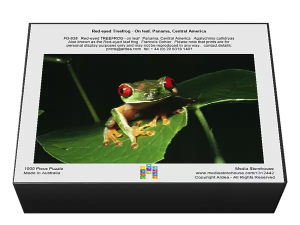 Red-eyed Treefrog - On leaf. Panama, Central America