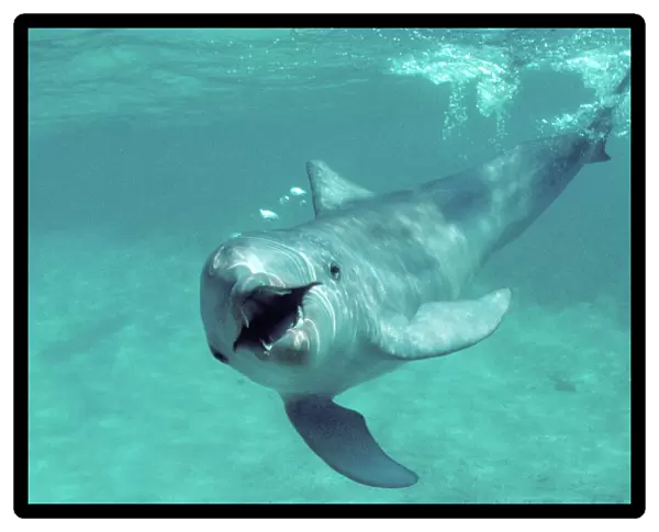 Bottlenose dolphin - underwater Carribean. Off Roatan Island, Honduras, Central America