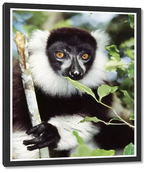 Black & White Ruffed Lemur Endemic. Nosy Mangabe, Madagascar