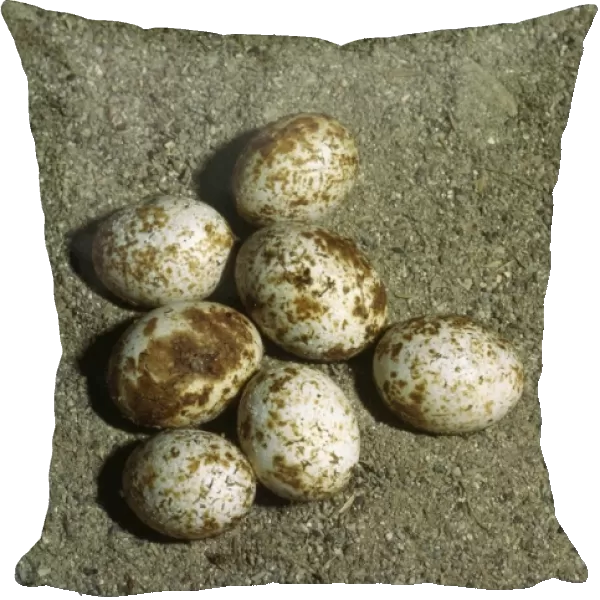 Emerald Lizard Eggs - hatching
