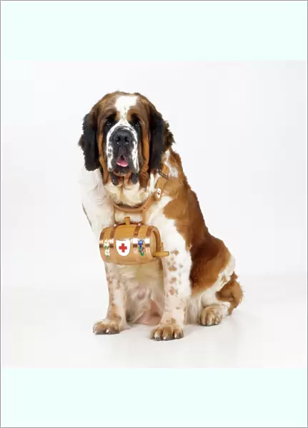 St. Bernard Dog - with barrel Digital manipulation: added eyes