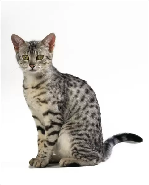 Egyptian Mau Cat