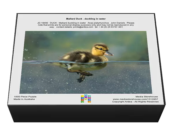 Mallard Duck - duckling in water