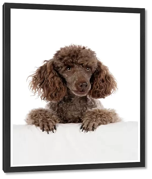 DOG. Brown miniature poodle with paws over ledge