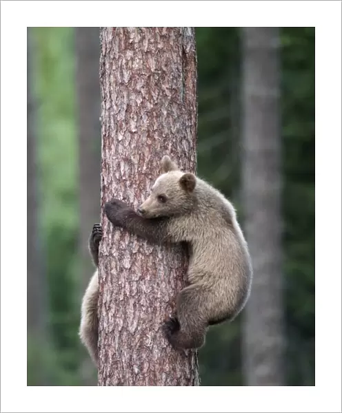 Brown Bear - Young clinging on to tree