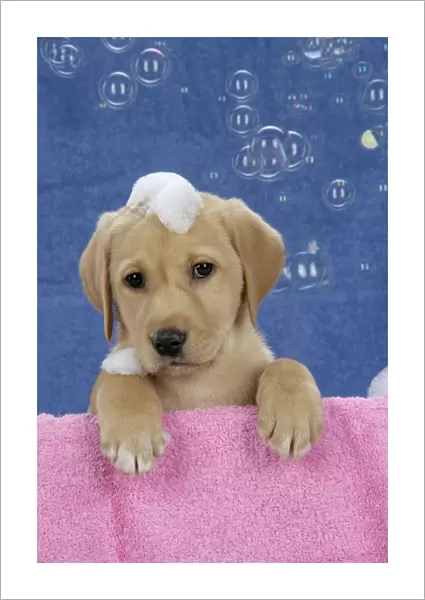 DOG. Labrador Retriever - 9 wk old puppies with soap and bubbles