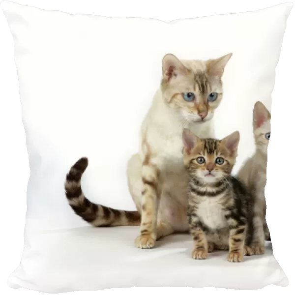 CAT - Snow Marble blue-eyed Bengal & kitten & Brown Marble blue-eyed Bengal kittens - 6 weeks old