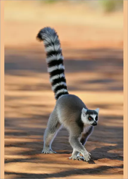 Ring-Tailed Lemur - walking with tail up at Berenty - Madagascar